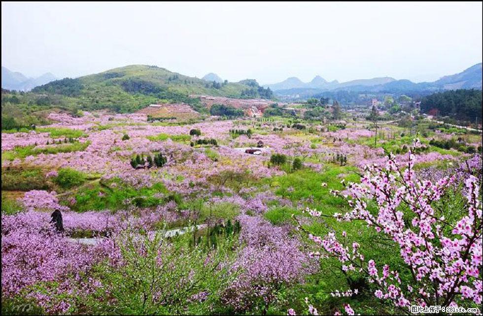 【春天，广西桂林灌阳县向您发出邀请！】官庄村有个醉美的桃花园 - 游山玩水 - 白银生活社区 - 白银28生活网 by.28life.com