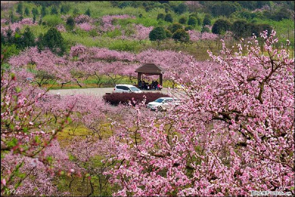 【春天，广西桂林灌阳县向您发出邀请！】官庄村有个醉美的桃花园 - 游山玩水 - 白银生活社区 - 白银28生活网 by.28life.com