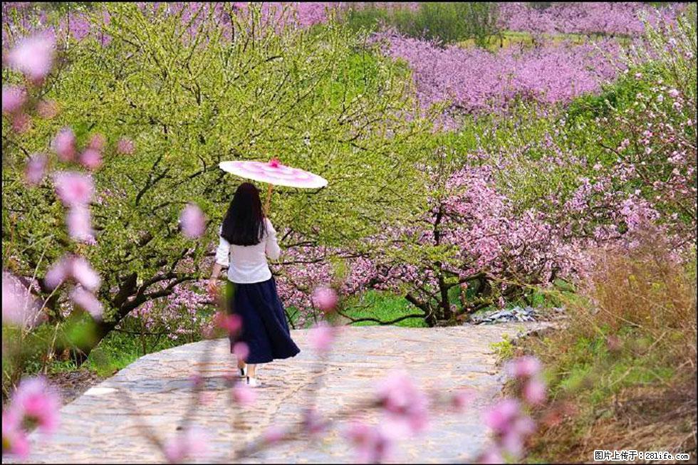 【春天，广西桂林灌阳县向您发出邀请！】官庄村有个醉美的桃花园 - 游山玩水 - 白银生活社区 - 白银28生活网 by.28life.com