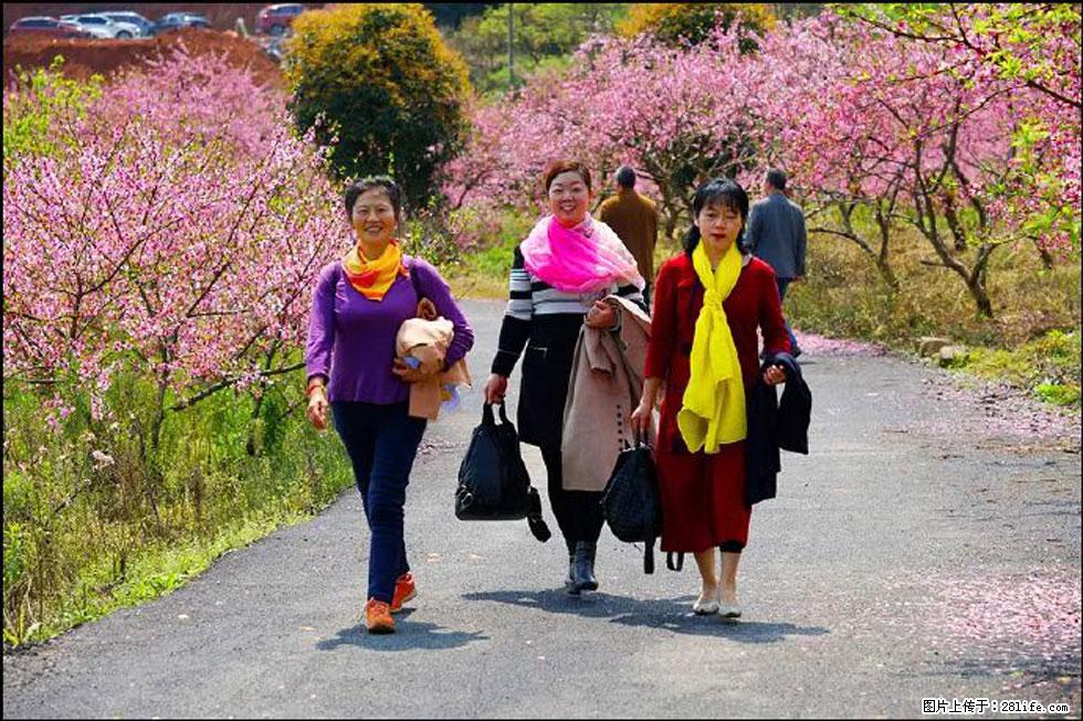 【春天，广西桂林灌阳县向您发出邀请！】官庄村有个醉美的桃花园 - 游山玩水 - 白银生活社区 - 白银28生活网 by.28life.com