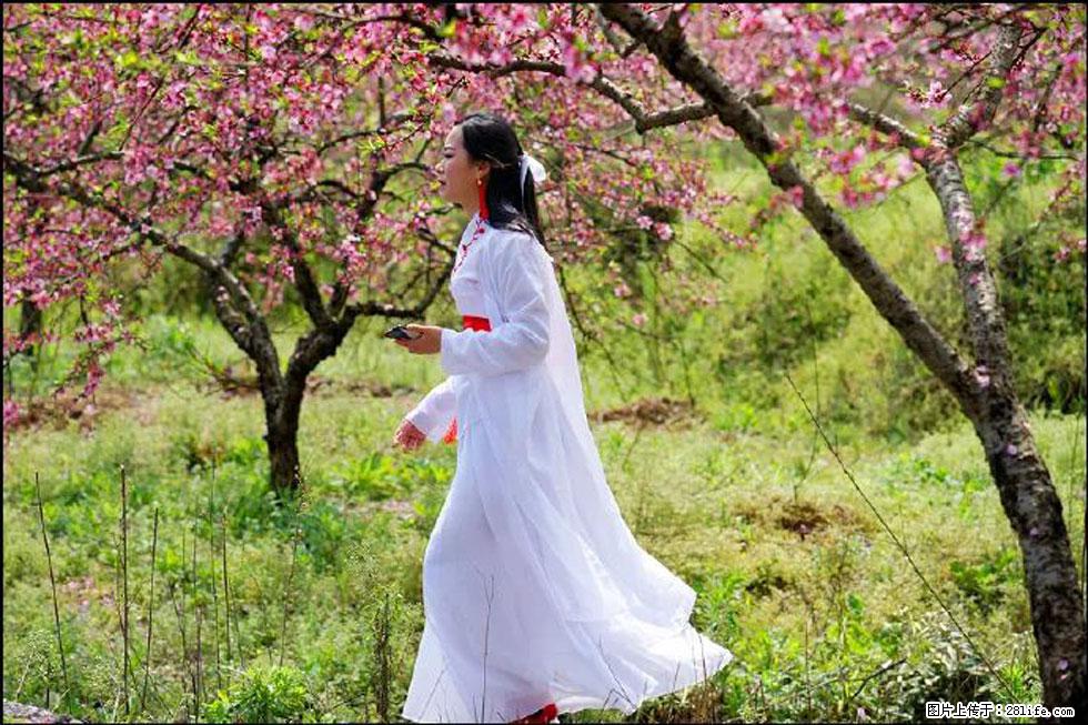 【春天，广西桂林灌阳县向您发出邀请！】官庄村有个醉美的桃花园 - 游山玩水 - 白银生活社区 - 白银28生活网 by.28life.com