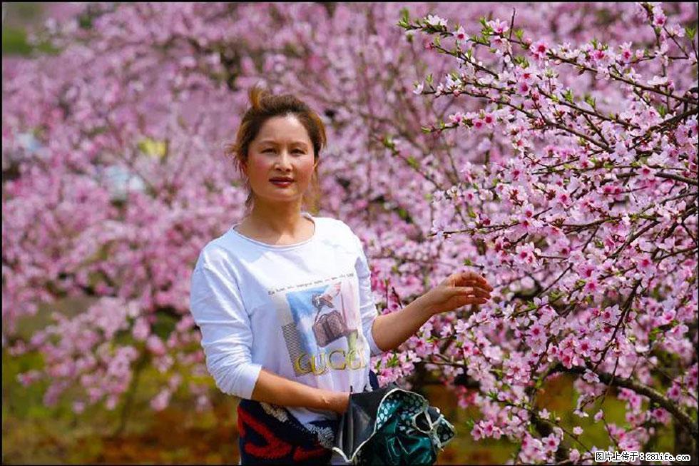 【春天，广西桂林灌阳县向您发出邀请！】官庄村有个醉美的桃花园 - 游山玩水 - 白银生活社区 - 白银28生活网 by.28life.com