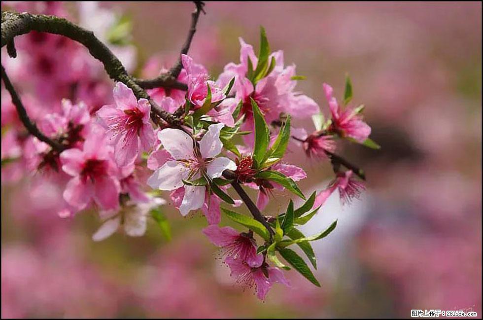 【春天，广西桂林灌阳县向您发出邀请！】官庄村有个醉美的桃花园 - 游山玩水 - 白银生活社区 - 白银28生活网 by.28life.com