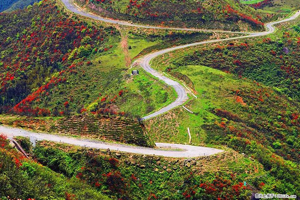 【春天,广西桂林灌阳县向您发出邀请!】春木界上映山红 - 游山玩水 - 白银生活社区 - 白银28生活网 by.28life.com