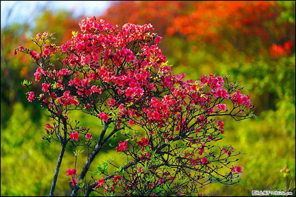 【春天,广西桂林灌阳县向您发出邀请!】春木界上映山红 - 游山玩水 - 白银生活社区 - 白银28生活网 by.28life.com