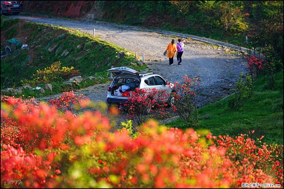 【春天,广西桂林灌阳县向您发出邀请!】春木界上映山红 - 游山玩水 - 白银生活社区 - 白银28生活网 by.28life.com