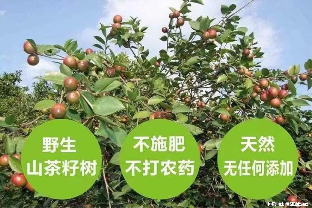 【灌阳县油茶产业示范区】一个有着充实的精神生活的人,对待身外之物自会有一种淡泊的态度 - 土特产 - 饮食特产 - 白银分类信息 - 白银28生活网 by.28life.com