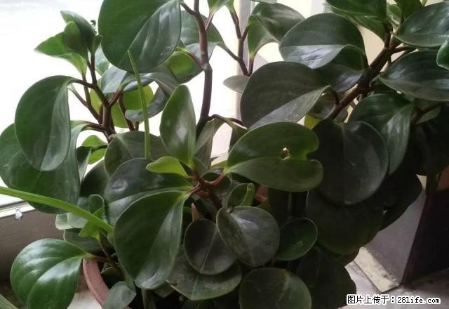 公园路义乌商贸城对面房屋出租 - 房屋出租 - 房屋租售 - 白银分类信息 - 白银28生活网 by.28life.com