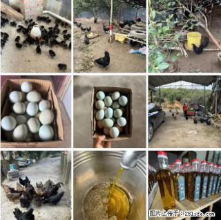 油茶园从小鸡仔开始养起的纯土鸡、土鸡蛋可以预定啦！还有前几天刚榨的纯山茶油哦 - 白银28生活网 by.28life.com