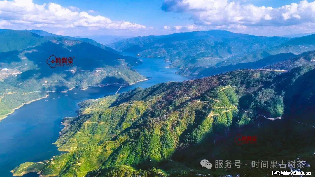 时间果百年古树龙珠普洱生茶 - 购物交流 - 白银生活社区 - 白银28生活网 by.28life.com