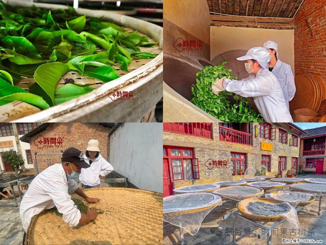 时间果百年古树龙珠普洱生茶 - 购物交流 - 白银生活社区 - 白银28生活网 by.28life.com