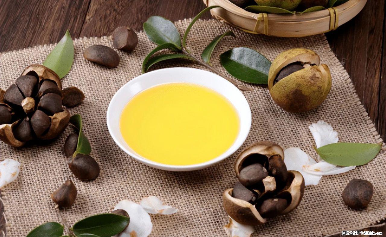 揭秘茶油的5大核心营养成分!被称为人体健康的“守护盾”! - 白银生活资讯 - 白银28生活网 by.28life.com