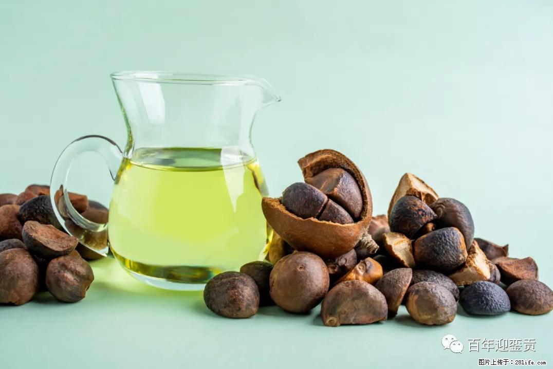 世界没有真相,只有认知,最好的食用油是中国的山茶油! - 白银生活资讯 - 白银28生活网 by.28life.com