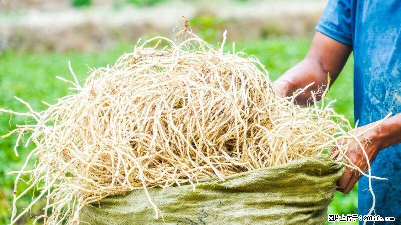 堪称“最难吃”的蔬菜,却是 “抗辐射神器”,还能护肺、清热、止咳化痰! - 白银生活资讯 - 白银28生活网 by.28life.com