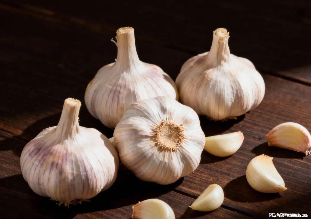 关于大蒜，除了“天然抗生素”，这4个谣言更该警惕! - 白银生活资讯 - 白银28生活网 by.28life.com