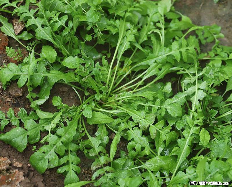 这些蔬菜是“天然钙片”,这6种被医生重点推荐 - 白银生活资讯 - 白银28生活网 by.28life.com