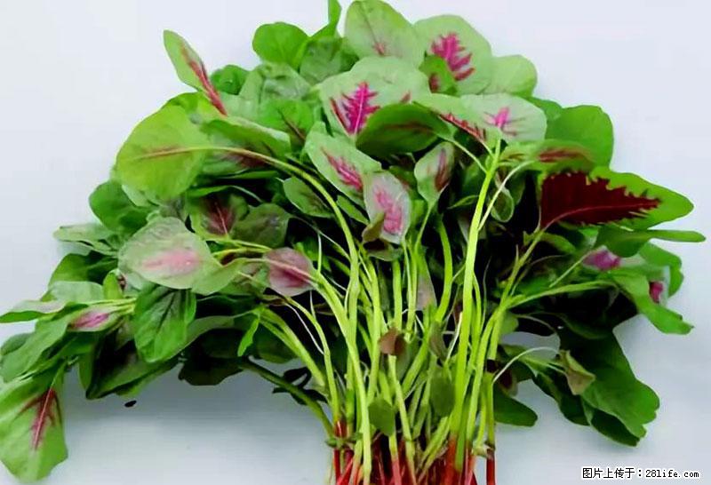 这些蔬菜是“天然钙片”,这6种被医生重点推荐 - 白银生活资讯 - 白银28生活网 by.28life.com