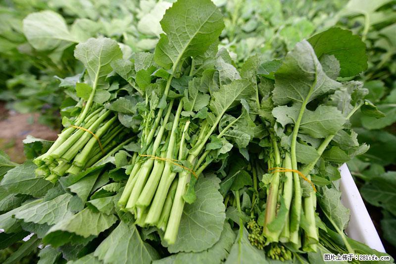 这些蔬菜是“天然钙片”,这6种被医生重点推荐 - 白银生活资讯 - 白银28生活网 by.28life.com